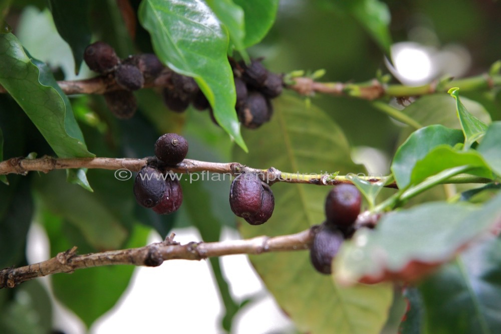 Coffea arabica Kaffeestrauch Coffee 3.jpg