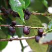 Coffea arabica Kaffeestrauch Coffee 3.jpg