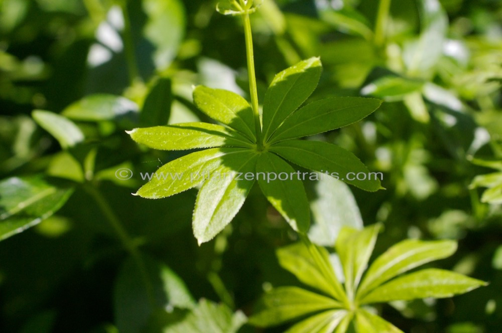 Galium odoratum Waldmeister Sweet Woodruff 2.jpg