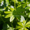 Galium odoratum Waldmeister Sweet Woodruff 2.jpg