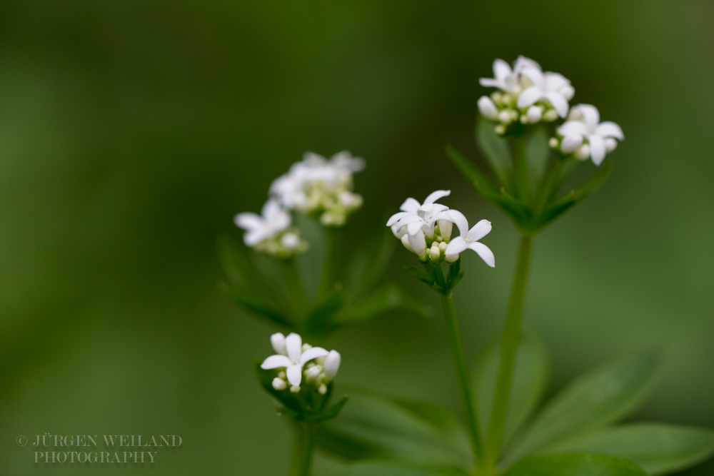 Galium odoratum Waldmeister Sweet woodruff 3.jpg