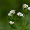 Galium odoratum Waldmeister Sweet woodruff 3.jpg