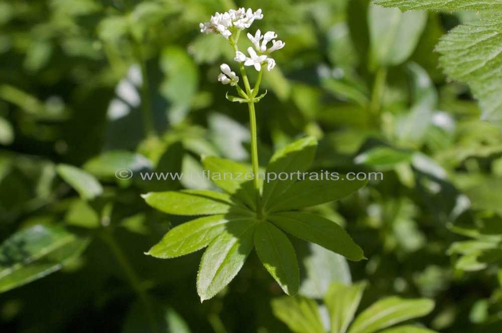 Galium odoratum Waldmeister Sweet Woodruff.jpg