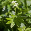 Galium odoratum Waldmeister Sweet Woodruff.jpg