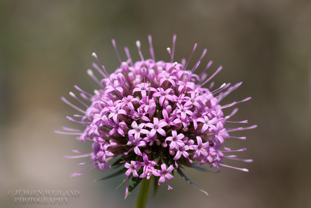 Phuopsis stylosa Kreuzblatt Langgriffliger Rosenwaldmeister Caucasian Crosswort-2.jpg