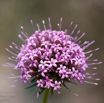 Phuopsis stylosa Kreuzblatt Langgriffliger Rosenwaldmeister Caucasian Crosswort-2.jpg