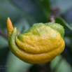 Citrus medica Digitata Buddhas Hand.jpg