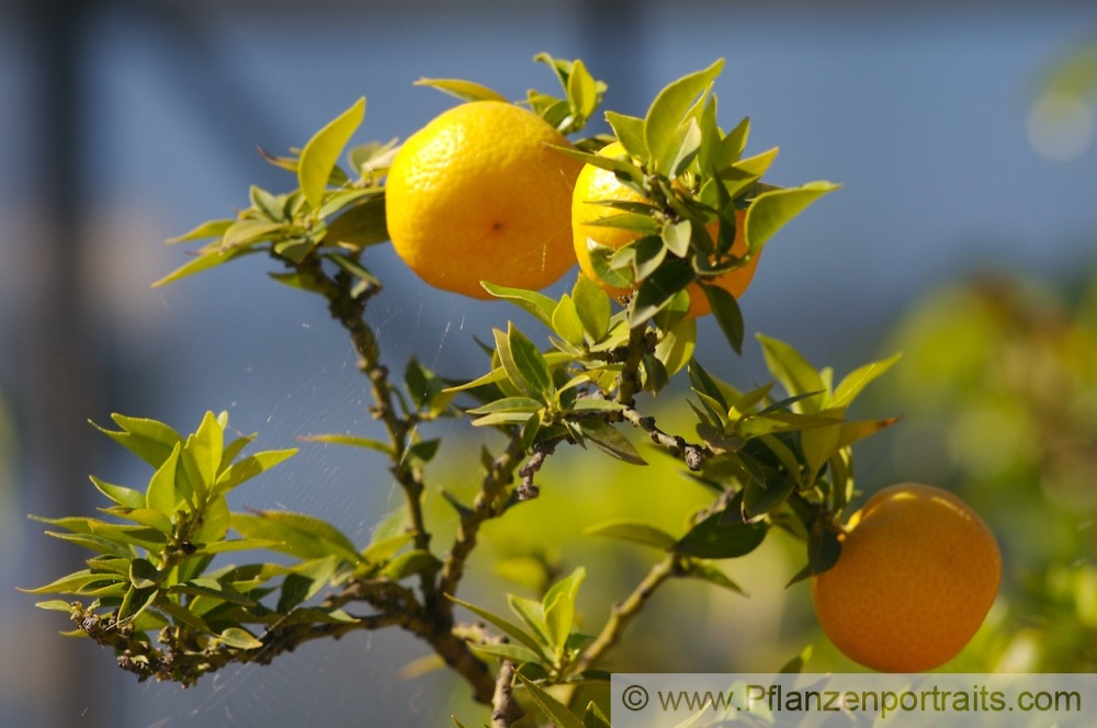 Citrus myrtifolia Koenigs Mandarine Kings-Orange.jpg