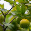 Citrus sinensis L Osbeck  Apfelsine Orange.jpg