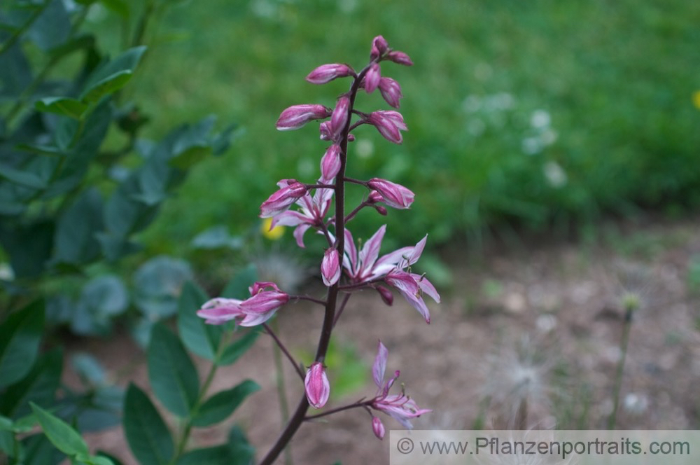 Dictamnus albus Diptam Burning bush 2.jpg