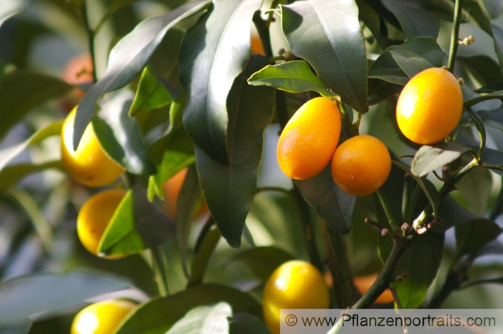 Fortunella margarita Ovale Kumquat Oval Kumquat 2.jpg