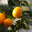 Fortunella margarita Ovale Kumquat Oval Kumquat.jpg