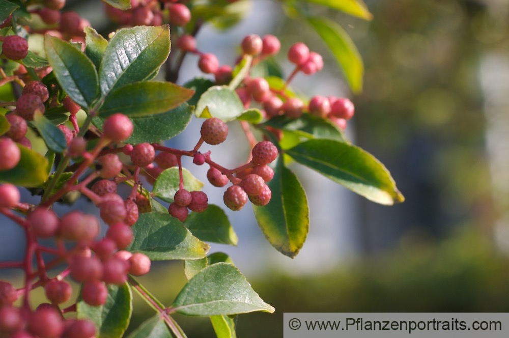 Zanthoxylum simulans Gelbholz Täuschende Stachelesche Deceiving Prickly Ash 2.jpg