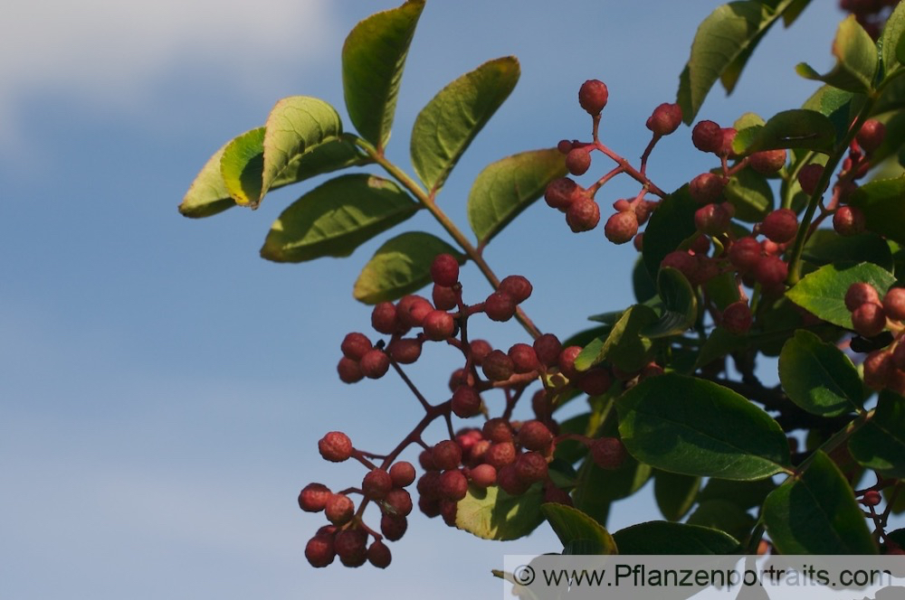 Zanthoxylum simulans Gelbholz Täuschende Stachelesche Deceiving Prickly Ash.jpg