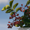 Zanthoxylum simulans Gelbholz Täuschende Stachelesche Deceiving Prickly Ash.jpg