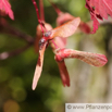 Acer japonicum Japanischer Ahorn Japanese Maple 2.jpg