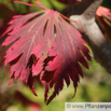 Acer japonicum Japanischer Ahorn Japanese Maple.jpg