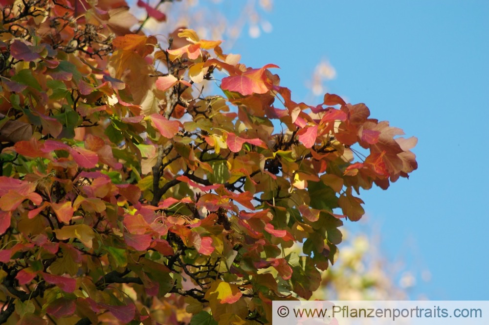 Acer opalus Schneeballblättriger Ahorn Italian Maple.jpg