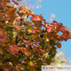 Acer opalus Schneeballblättriger Ahorn Italian Maple.jpg