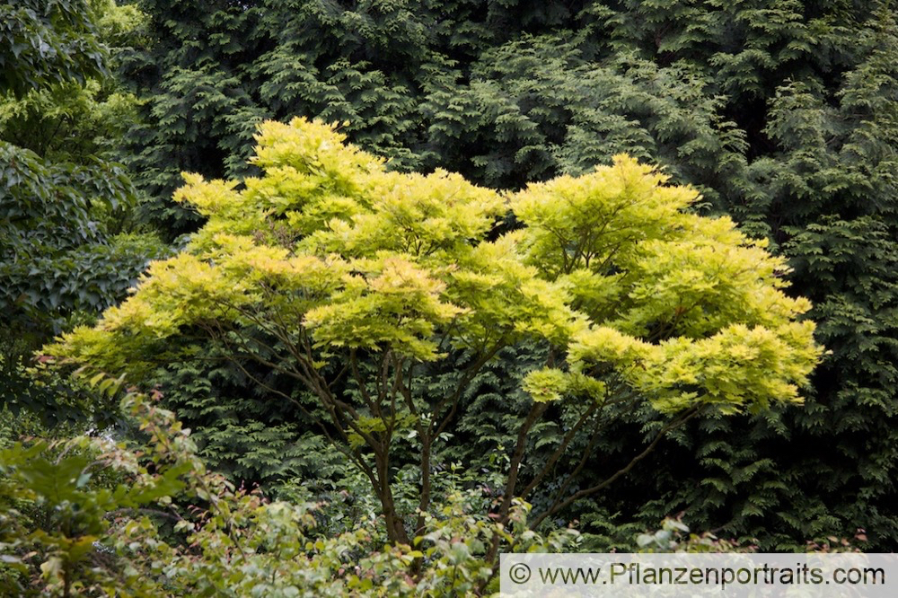 Acer shirasawanum Aureum Gold Ahorn.jpg