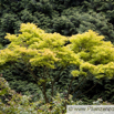 Acer shirasawanum Aureum Gold Ahorn.jpg