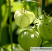 Cardiospermum halicacabum Ballonwein Herzsame  Balon Vine Heart Pea.jpg