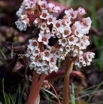 Bergenia ciliata Kaschmir Bergenie 2.jpg