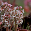 Bergenia ciliata Kaschmir Bergenie 3.jpg