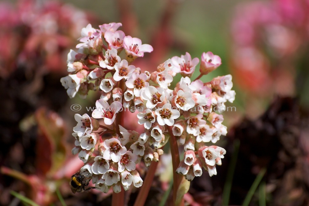 Bergenia ciliata Kaschmir Bergenie.jpg