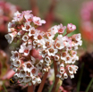 Bergenia ciliata Kaschmir Bergenie.jpg