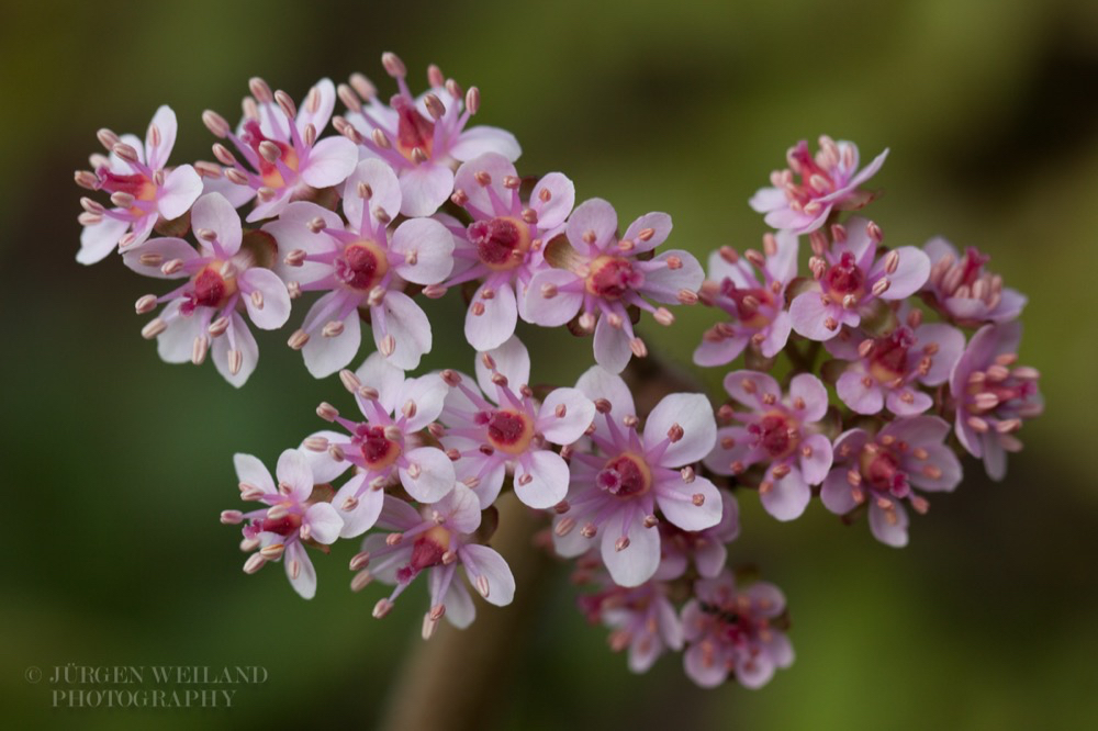 Darmera peltata Schildblatt Indian rhubarb 2.jpg