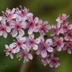 Darmera peltata Schildblatt Indian rhubarb 2.jpg