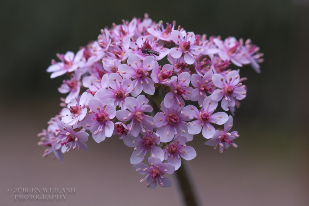 Darmera peltata Schildblatt Indian rhubarb.jpg