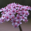 Darmera peltata Schildblatt Indian rhubarb.jpg