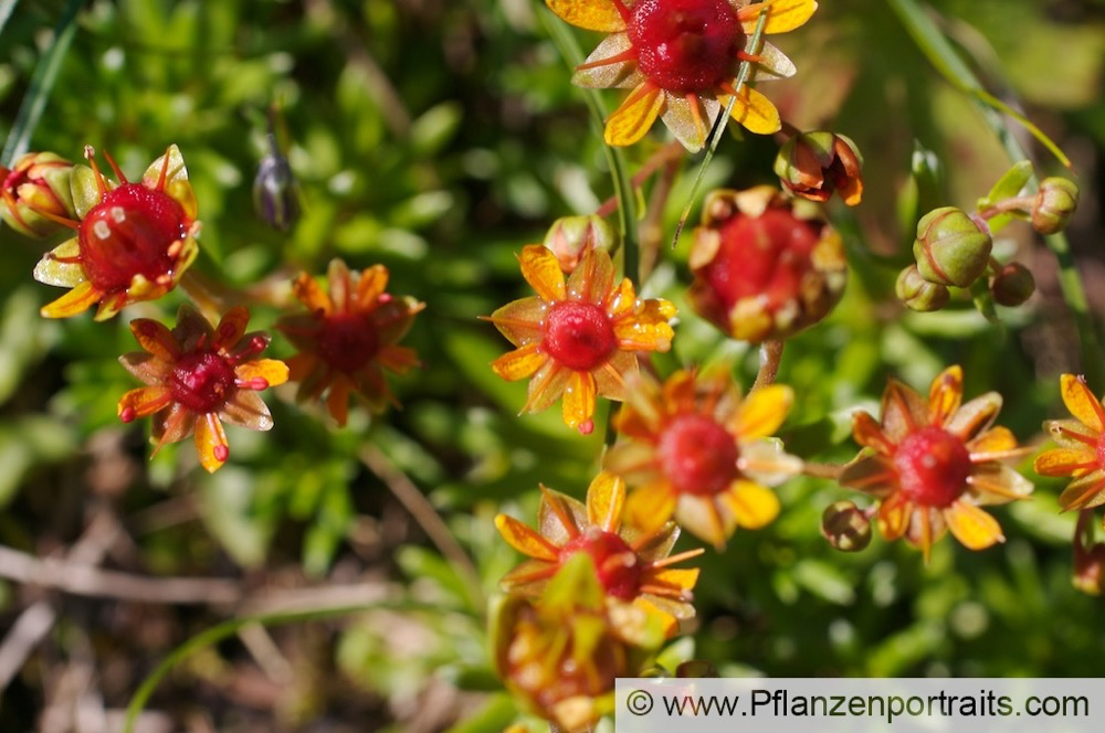 Saxifraga aizoides Fetthennen Steinbrech Yellow Mountain Saxifrage 2.jpg