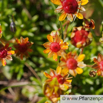 Saxifraga aizoides Fetthennen Steinbrech Yellow Mountain Saxifrage 2.jpg