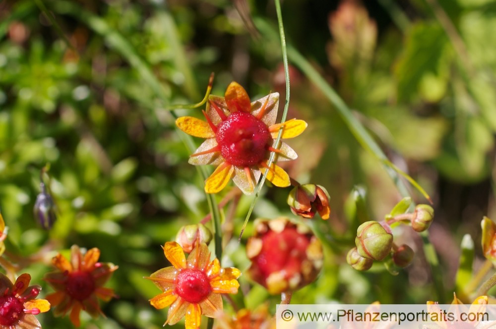 Saxifraga aizoides Fetthennen Steinbrech Yellow Mountain Saxifrage.jpg