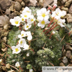 Saxifraga burseriana Bursers Steinbrech.jpg