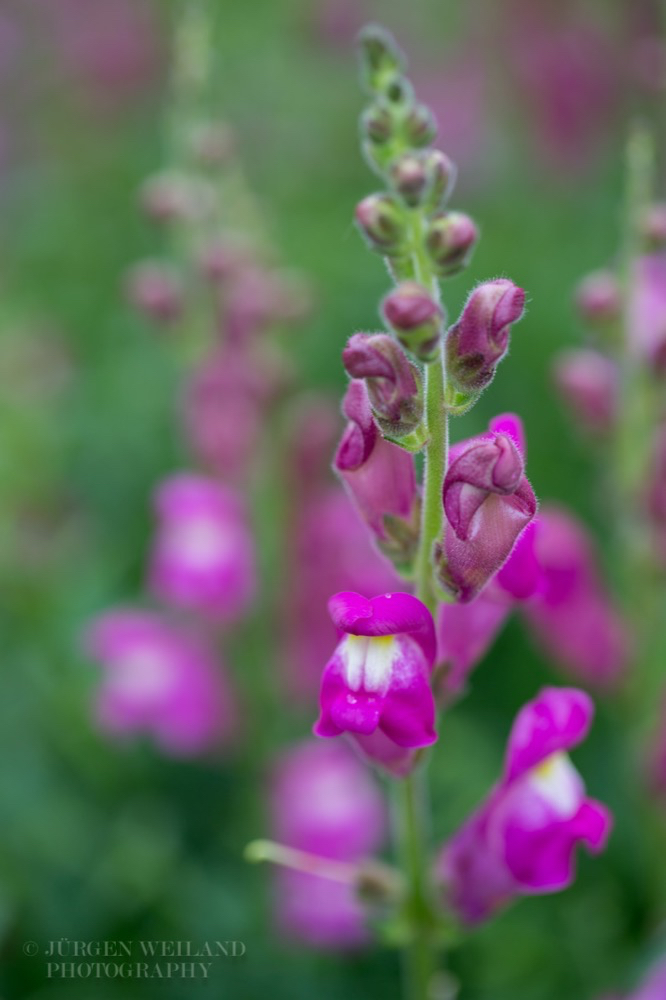 Antirrhinum majus Gartenlöwenmäulchen 2.jpg