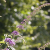 Buddleja davidii Schmetterlingsflieder Summer lilac Butterfly bush.jpg