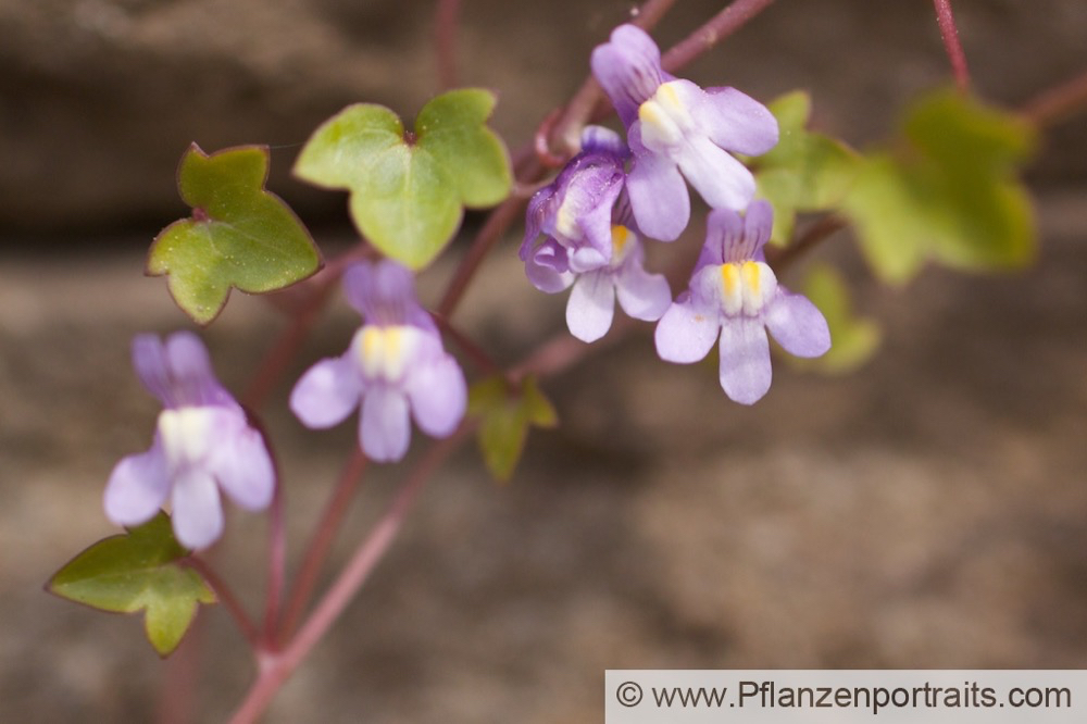 Cymbalaria muralis Mauerblümchen Ivy-leaved toadflax 2.jpg