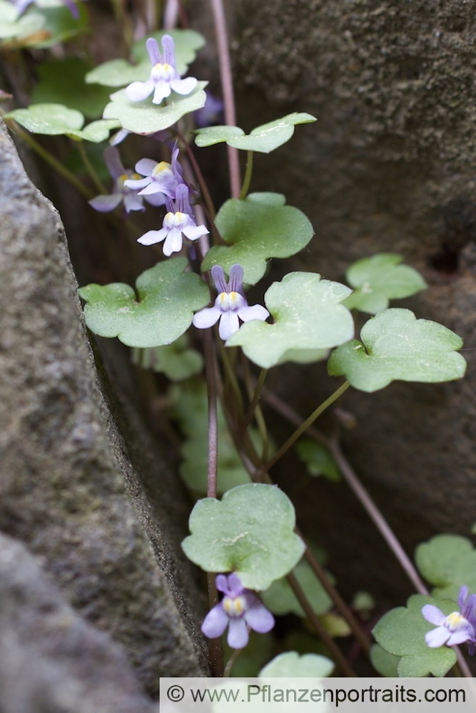 Cymbalaria muralis Mauerblümchen Ivy-leaved toadflax 3.jpg