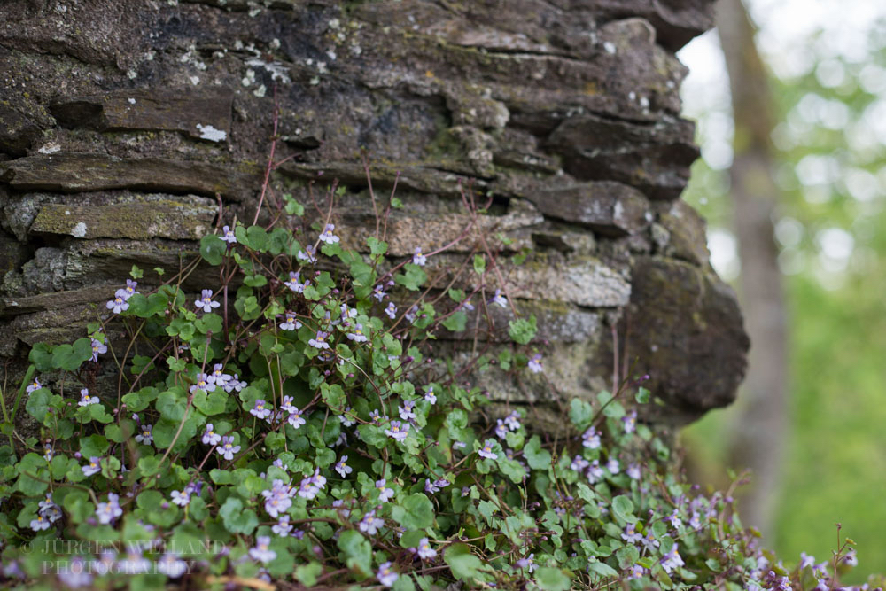 Cymbalaria muralis Mauerblümchen Ivy-leaved toadflax-2.jpg