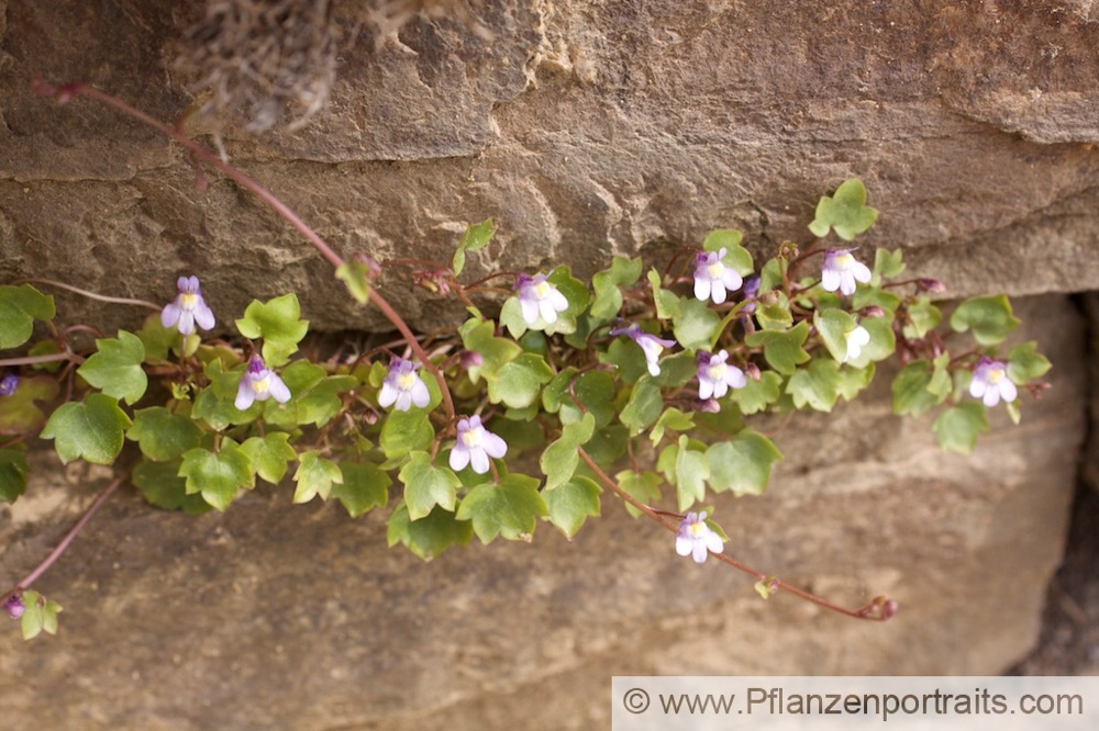 Cymbalaria muralis Mauerblümchen Ivy-leaved toadflax.jpg