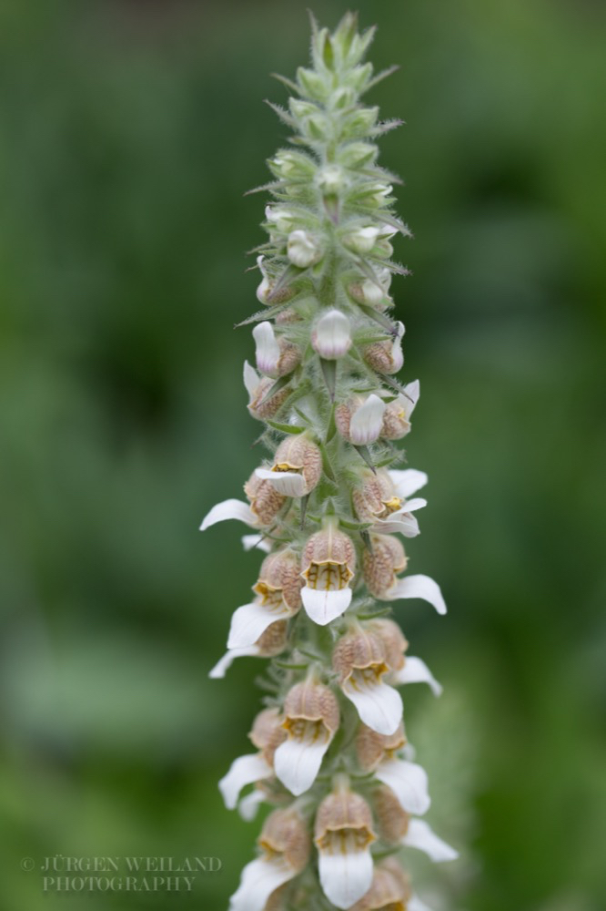 Digitalis lanata Wolliger Fingerhut Woolly Foxglove.jpg