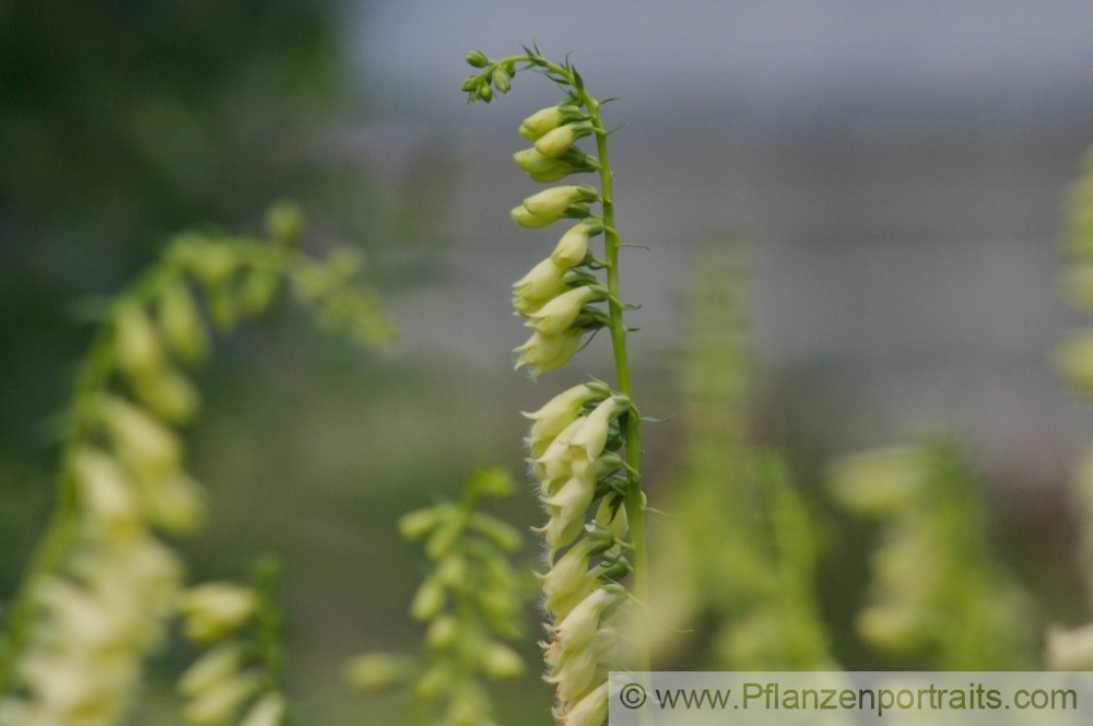 Digitalis lutea Gelber Fingerhut Small Yellow Foxglove.jpg