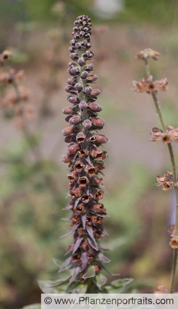 Digitalis parvilfora Kleinbluetiger Fingerhut Small Foxglove.jpg