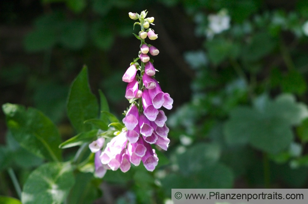 Digitalis pupurea D_Fingerhut E_Foxglove_7.jpg