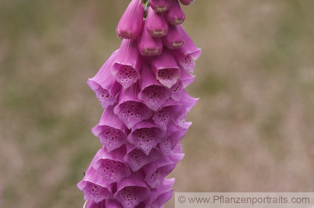 Digitalis purpurea Roter Fingerhut Purple Foxglove 2.jpg