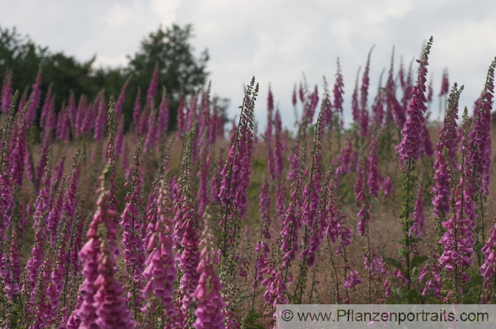 Digitalis purpurea Roter Fingerhut Purple Foxglove 3.jpg